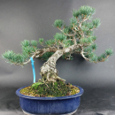 Bonsai - Mädchenkiefer, Pinus Pentaphylla, Japan